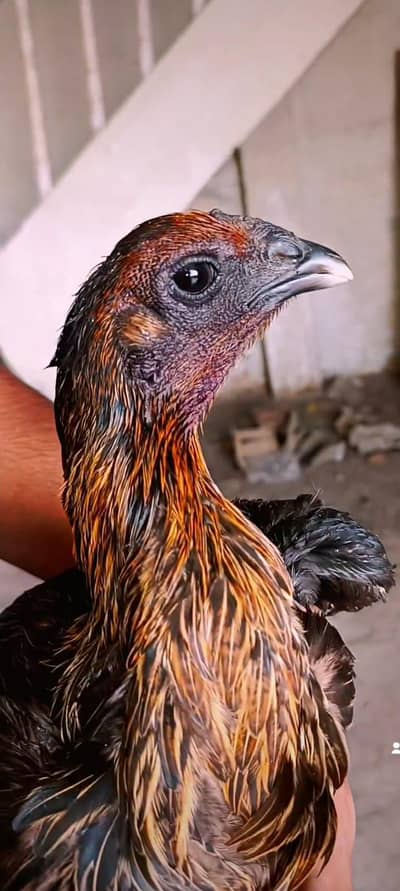 Pure Indian Dragon Female For Sale Location Lahore 