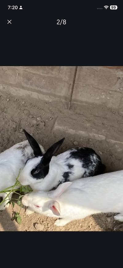 red eyes rabbit/baby/fresh meat/rabbit skin available