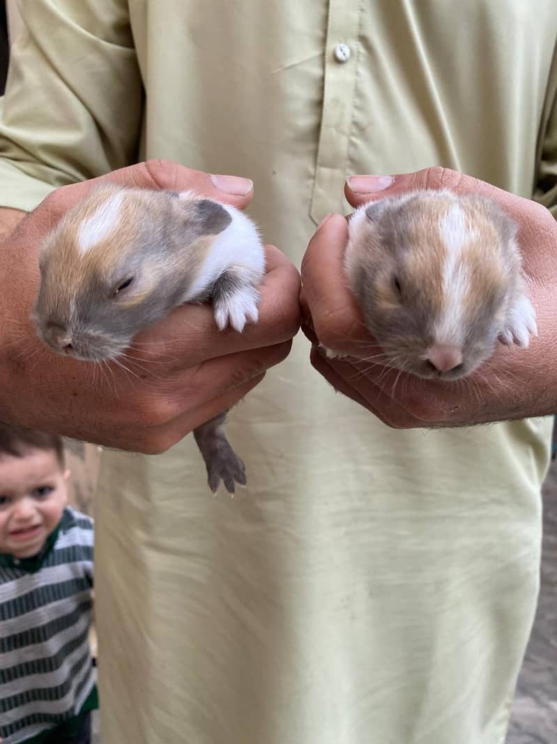 red eyes rabbit/baby/fresh meat/rabbit skin available - Rabbits ...