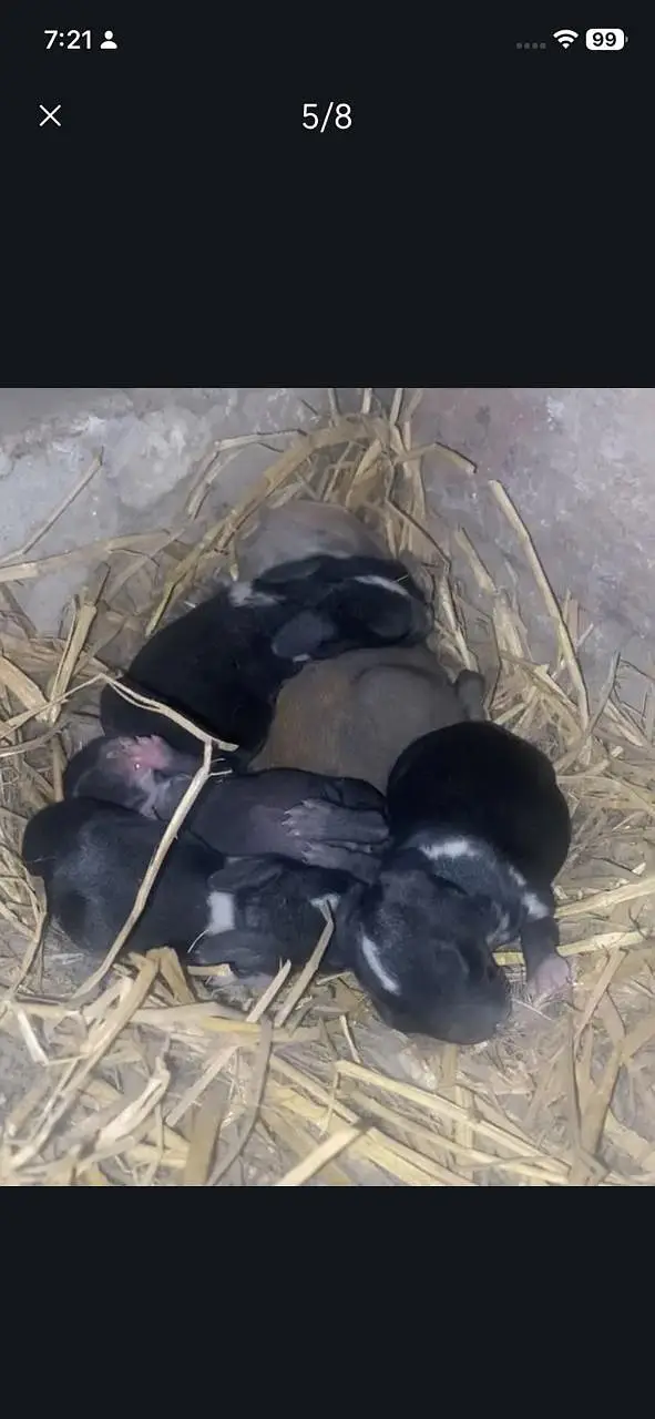 Newzeland white / offer dasi breader female 500 only — photo 6