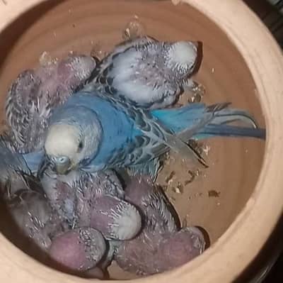 Budgie Valentine Day Sale Pairs with Baby's Australian Parrot