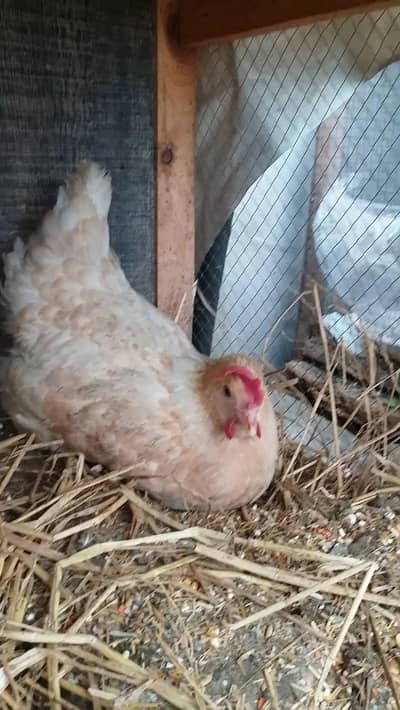 desi murgi for sale egg laying kr rahi h