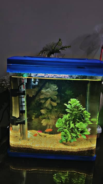 Aquarium with 6 meat fish