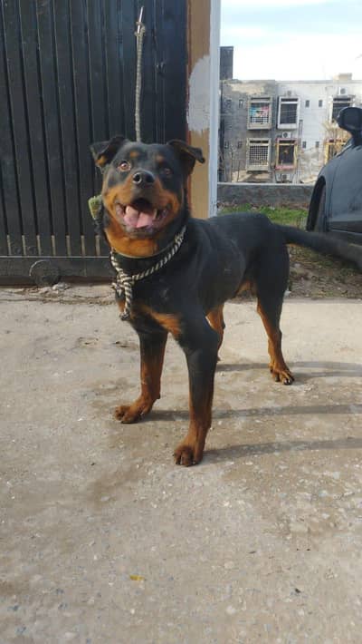 Rottweiler