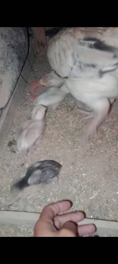 murgha murghi 5 chicks