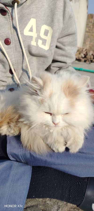 Persian triple coat