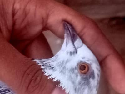 young adult Patti wale female