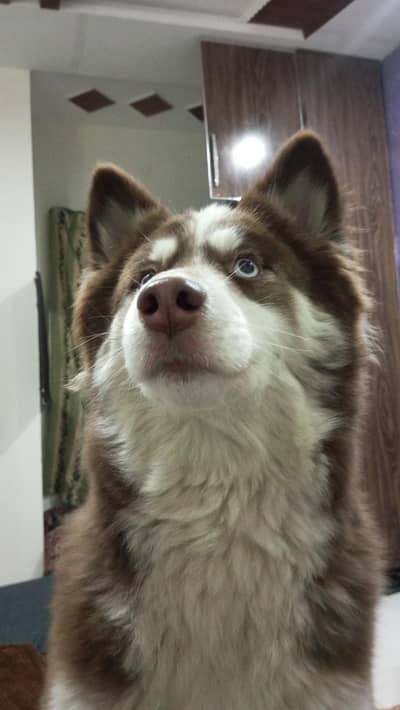 Siberian Husky Malamute female