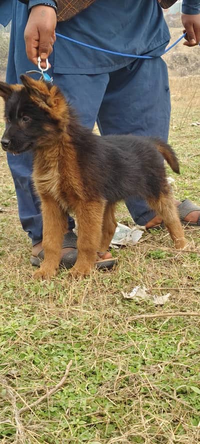 German Shepherd male puppy for sale 0324=087=6249 my WhatsApp number