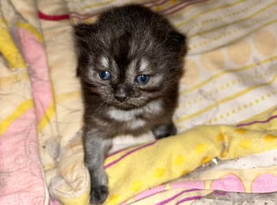 semi punch long / triple coated kitten . what's app : 0302_6247572