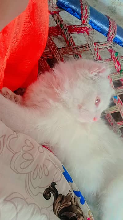 healthy cute male cat for sale ,playful and friendly