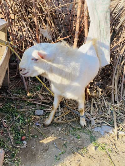 Teddi breader for sale