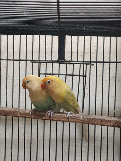 %  gurented breeder pair