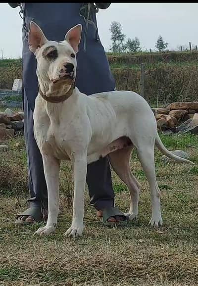 kohati gultair confirm breeder female for sale