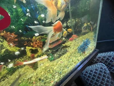 Fishes with aquarium + filter +heater