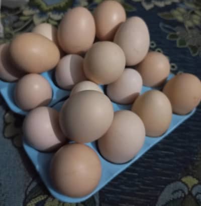Fertile Desi eggs available