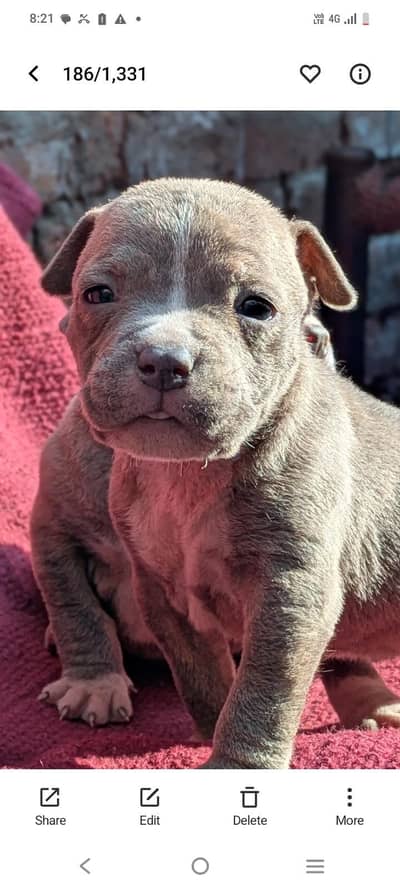 pitbull puppies for sale