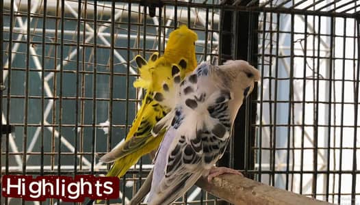 hogoromo and fawn java breeder pair