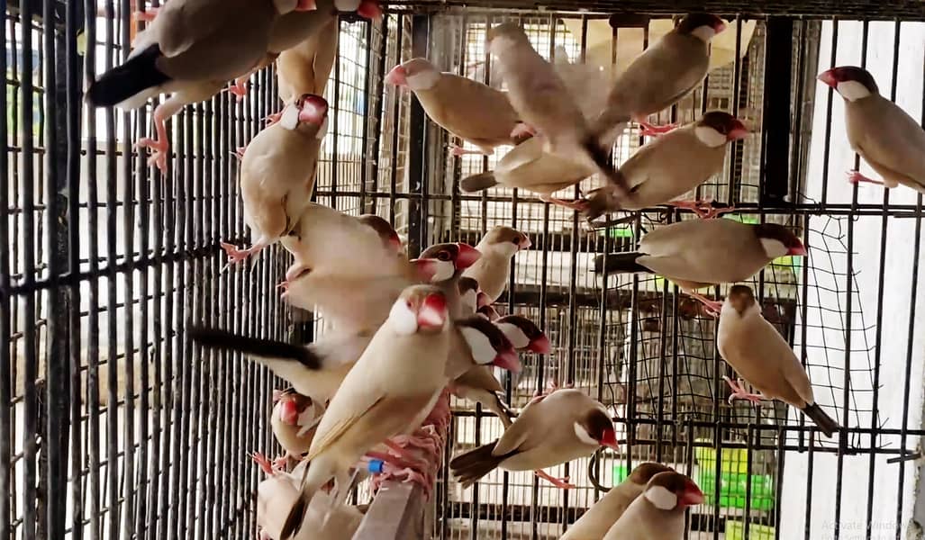hogoromo and fawn java breeder pair - Finches - 1111446140