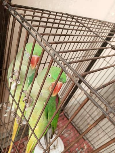 Raw Females Available hain