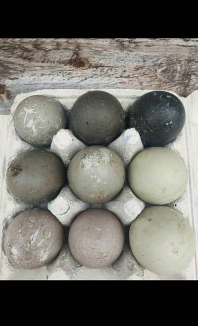 cayaga duck& eggs available 03155110956 whatsapp