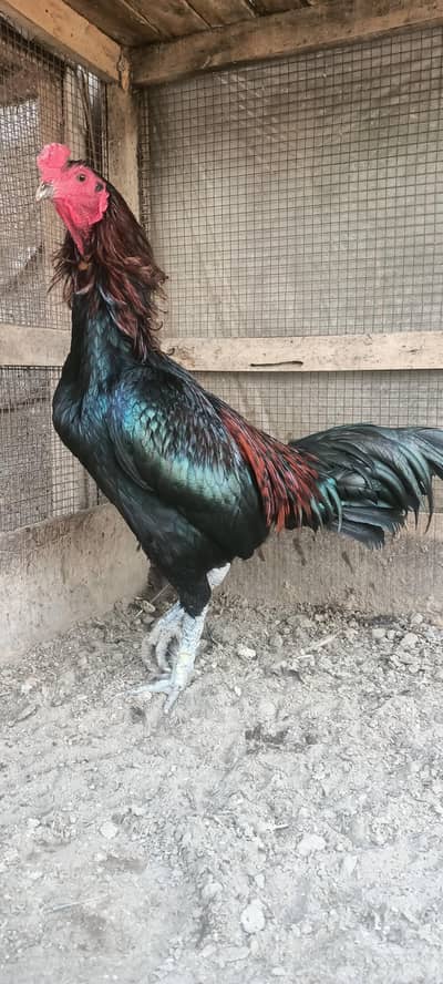 Thai rooster