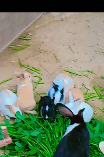 baby rabbits