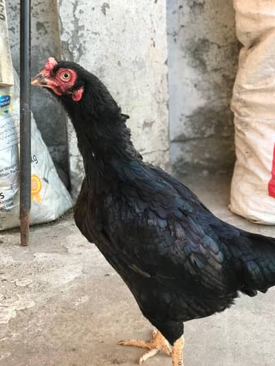 Aseel Mushki for sale