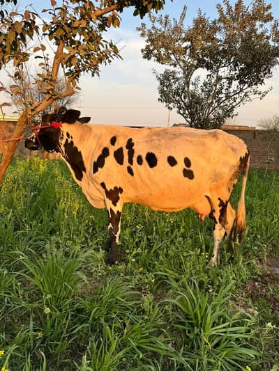 cholastani fresien cow 