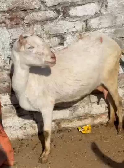 TEEDI  BAKRI FOR SALE