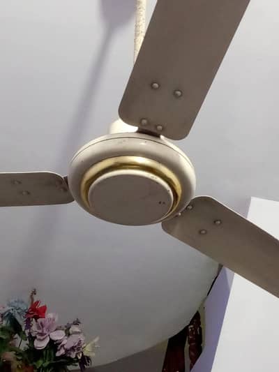 royal ceiling fan