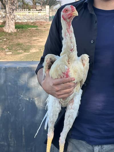 German white o shamoo male