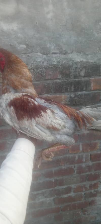 achi cheese ha healthy and active ha