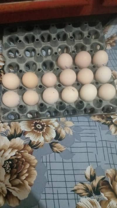 aseel heera eggs