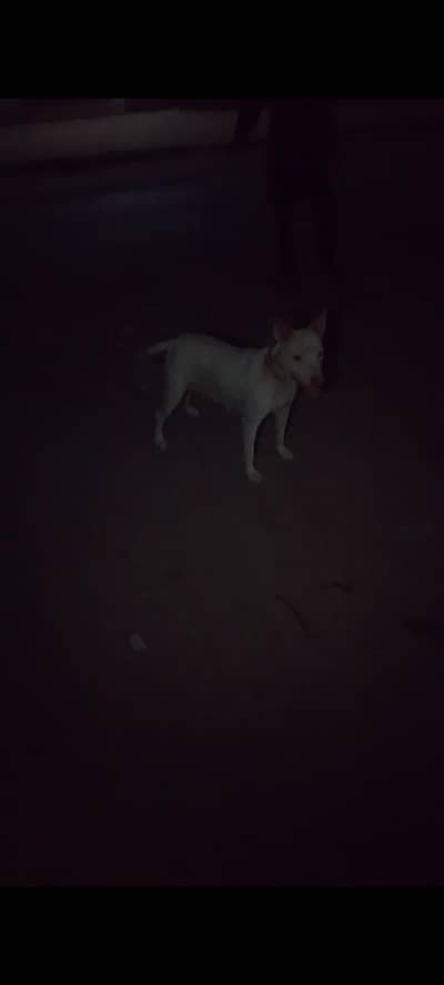 Gultair breeder female for sale