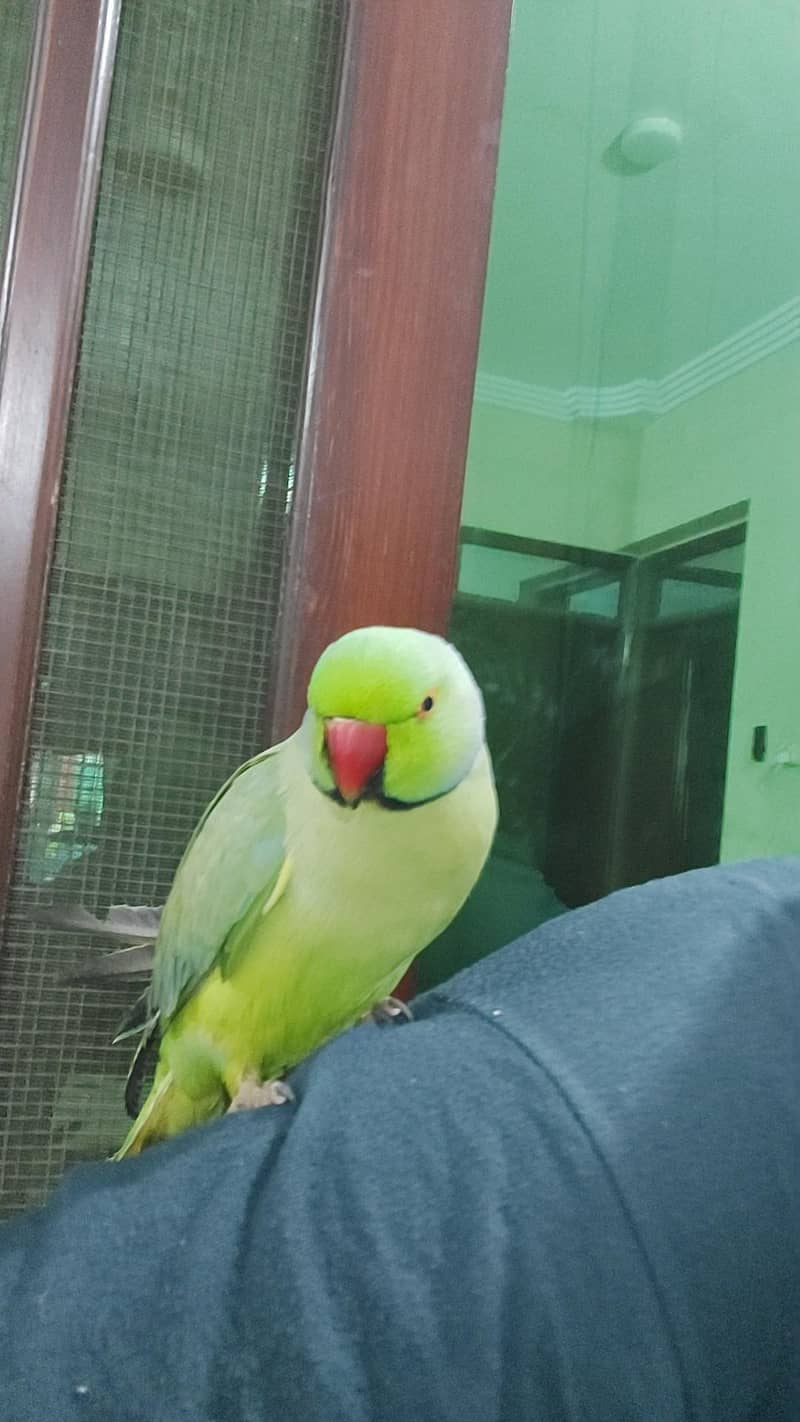 parrot 1