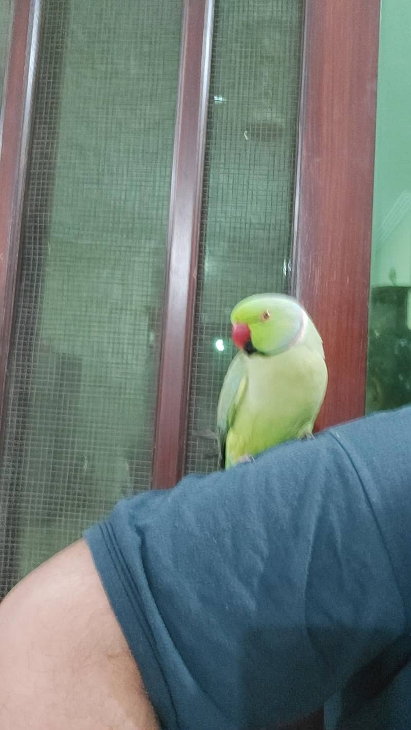 parrot 2