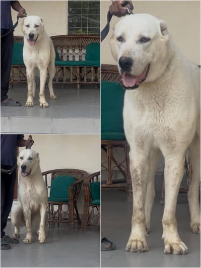 alabai male imported