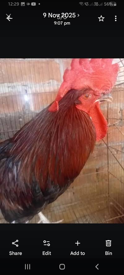 desi murga for sale rs 3000