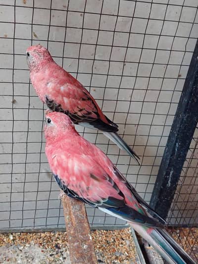 Roza Burki Conure Hogo