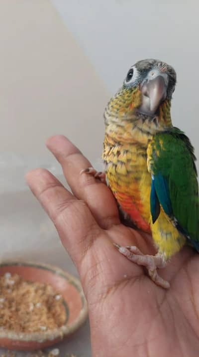 Pineapple Conure breeder male and chicks