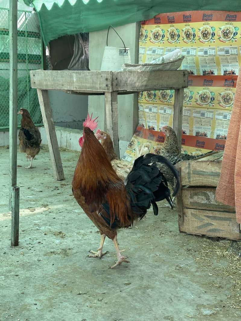 Misri Rooster 0