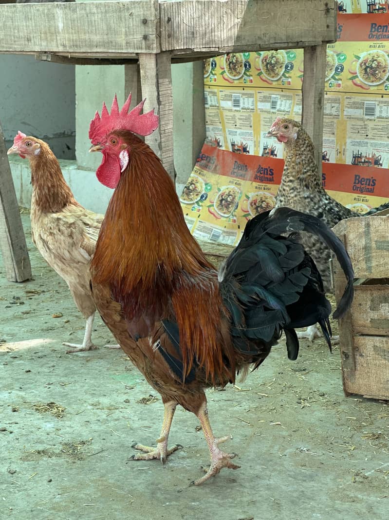 Misri Rooster 1