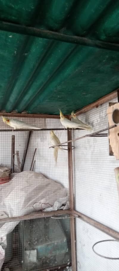 cocktail breedr piear available