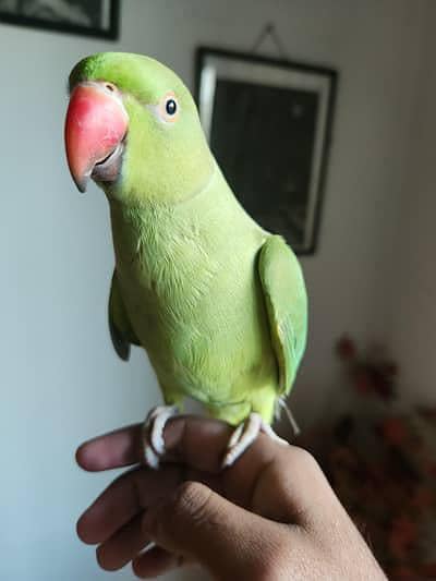 cute hand tamed parrot available. 03164900503