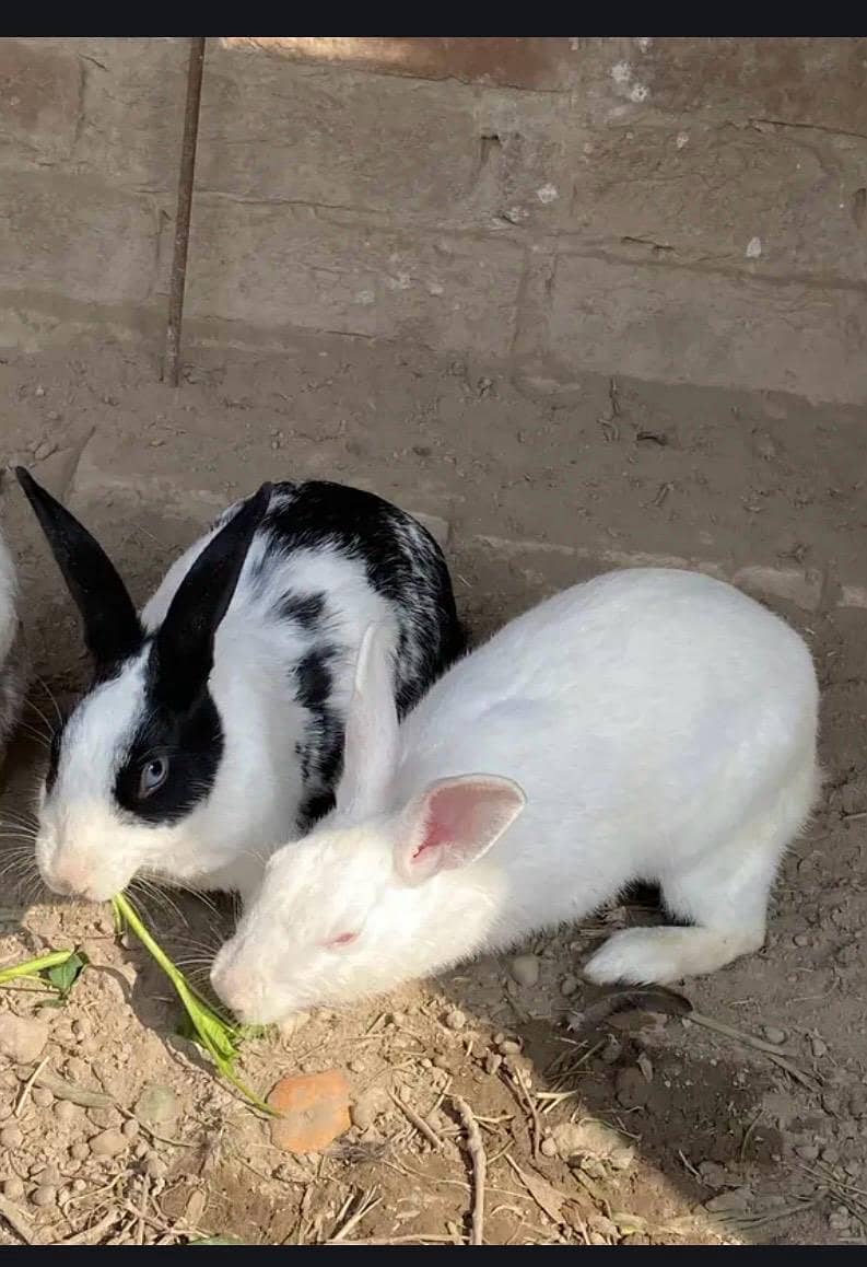 red eyes rabbit/baby/fresh meat/rabbit skin available - Rabbits ...