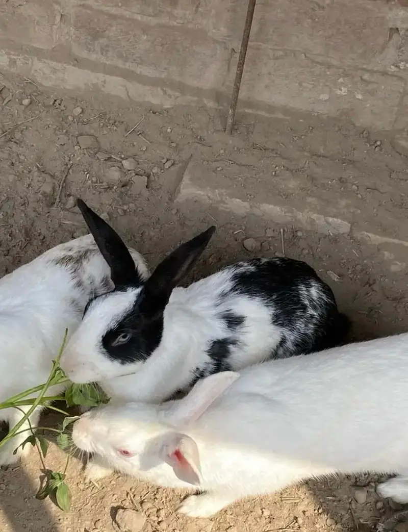 Newzeland white / offer dasi breader female 500 only — photo 7