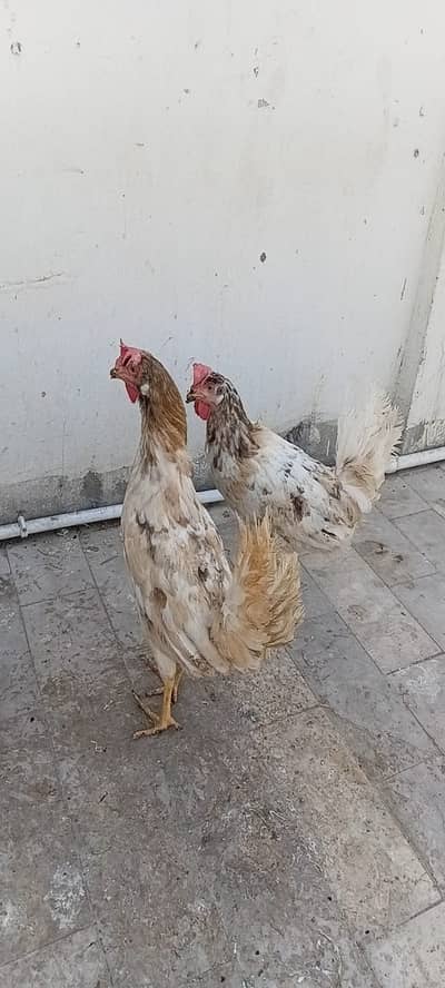 hens For Sale breed ka nahi pata