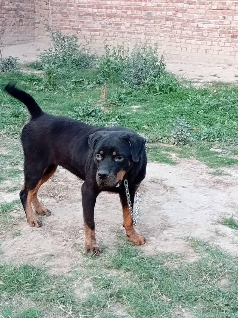 Rottweiler 0