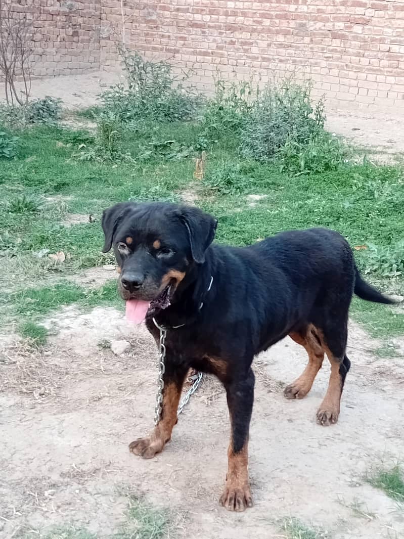 Rottweiler 1